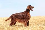 SETTER IRLANDAIS 051